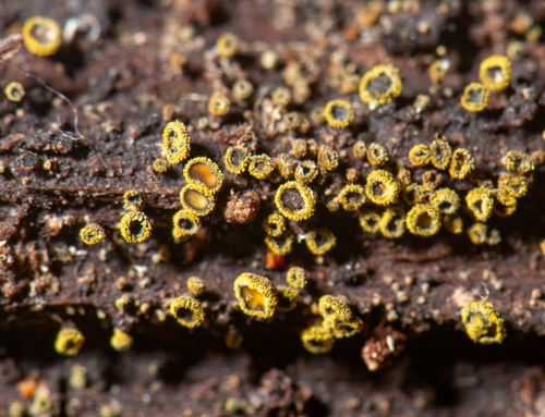 Neodasyscypha cerina image