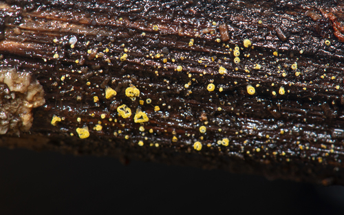 Neodasyscypha cerina image