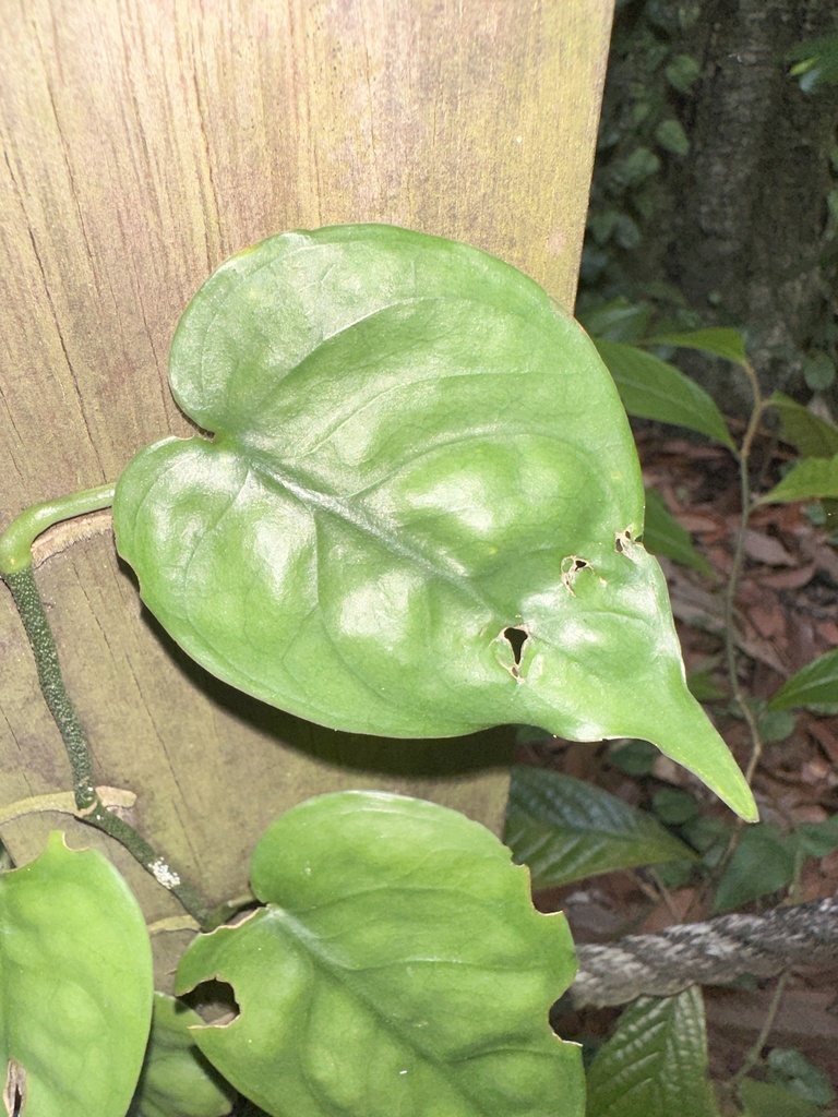 Scindapsus lucens
