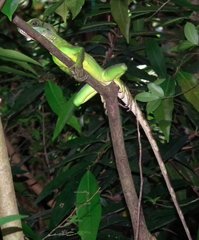 Physignathus cocincinus