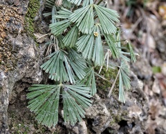 Actiniopteris radiata