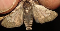 Elysius