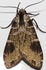 Elysius