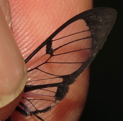 Mesothen caeruleicorpus