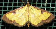Goniorhynchus hampsoni