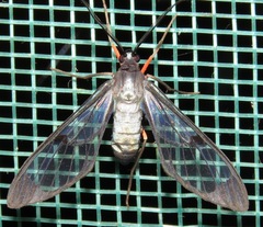 Mesothen caeruleicorpus