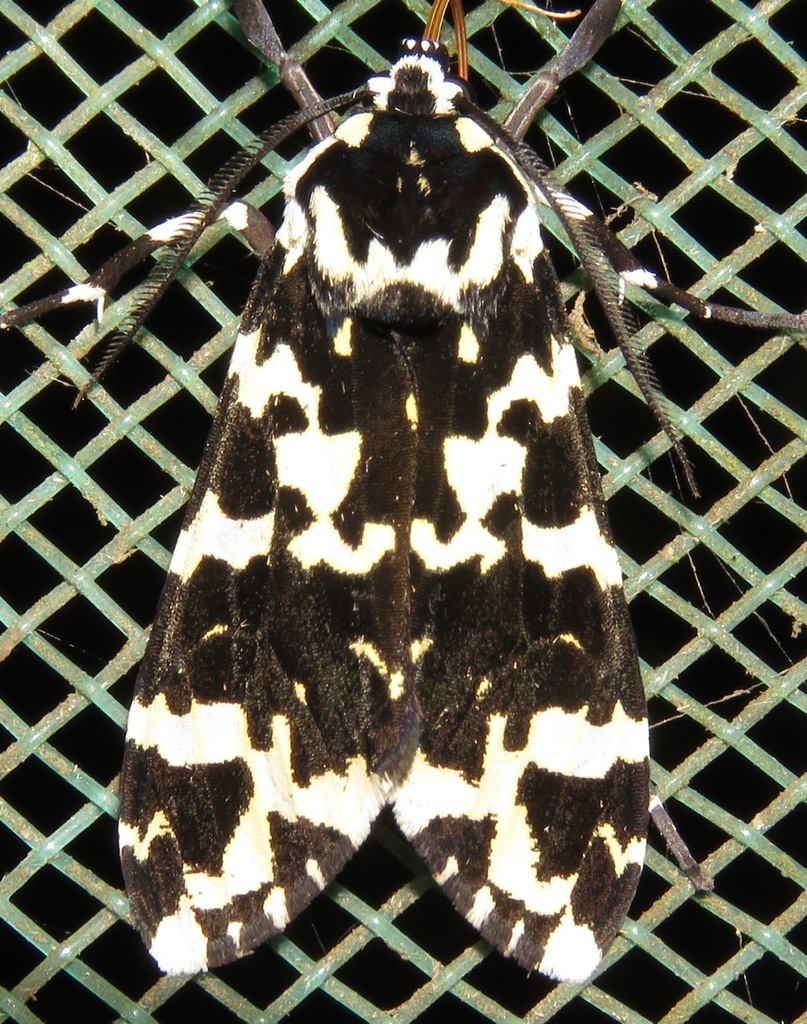 Eucereon ockendeni