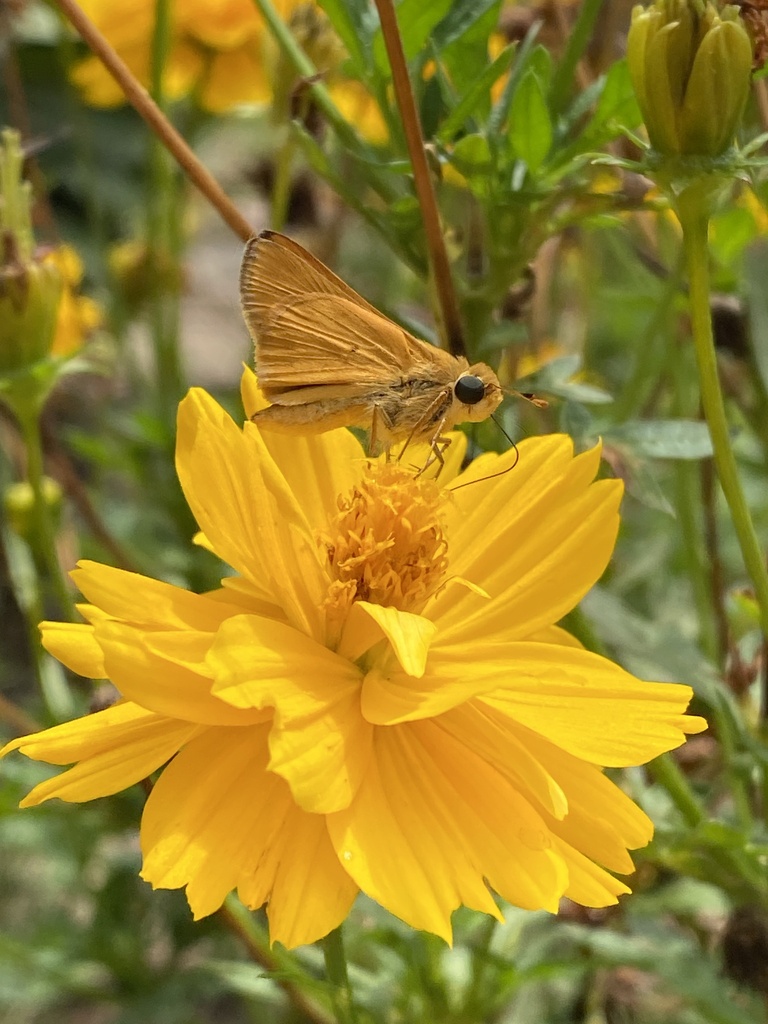 Fiery skipper (Hylephila phyleus)