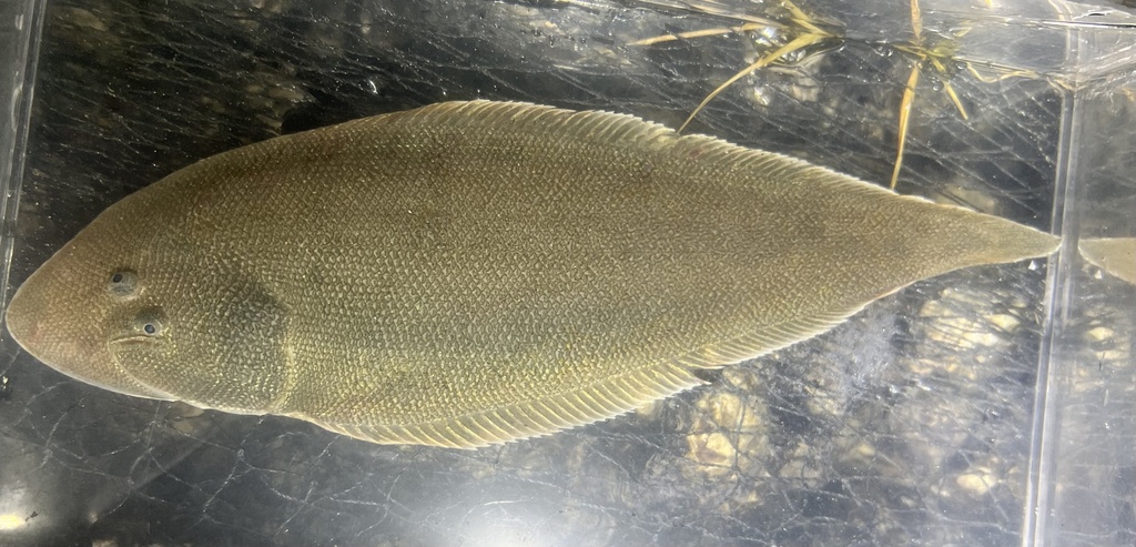 Bloch's Tongue Sole