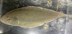 Bloch's Tongue Sole photo 1
