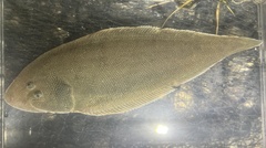 Bloch's Tongue Sole photo 3