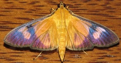 Phostria
