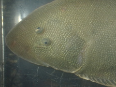 Bloch's Tongue Sole photo 2