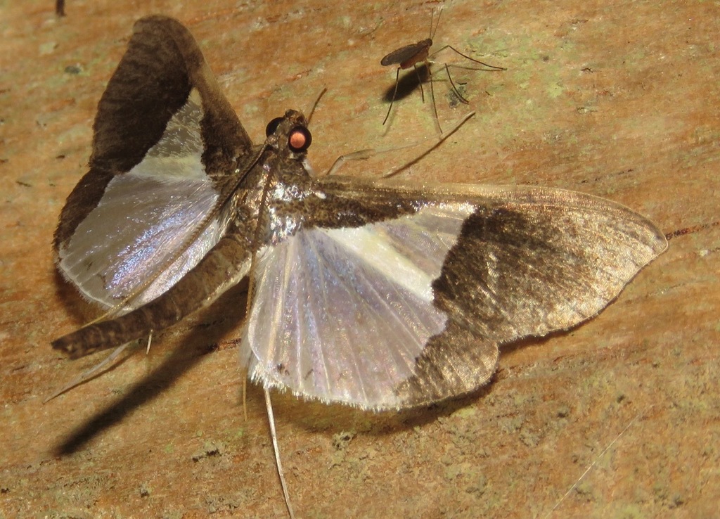 Syllepis triangulifera