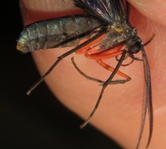 Mesothen caeruleicorpus