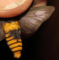 Pachydota affinis