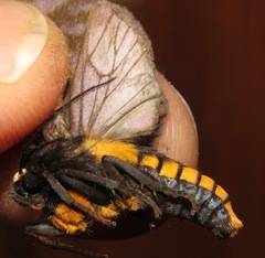 Pachydota affinis
