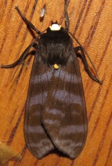 Pachydota affinis