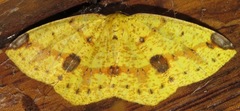 Periclina apricaria