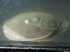 Bloch's Tongue Sole photo 4
