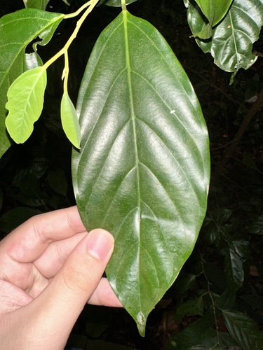 Image of Ochanostachys amentacea by (c) scallions, some rights reserved (CC BY)