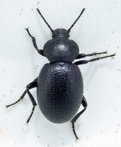 Eleodes scabrosa photo 3