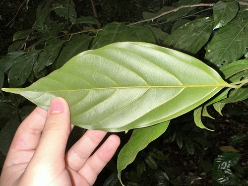 Image of Ochanostachys amentacea by (c) scallions, some rights reserved (CC BY)
