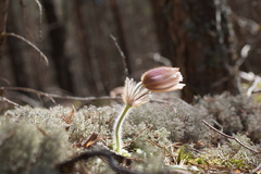 Pulsatilla vernalis