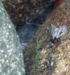 Amolops hongkongensis