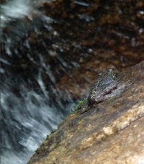 Amolops hongkongensis