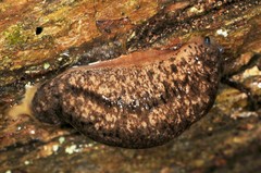 Philomycus togatus