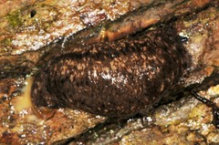 Philomycus togatus