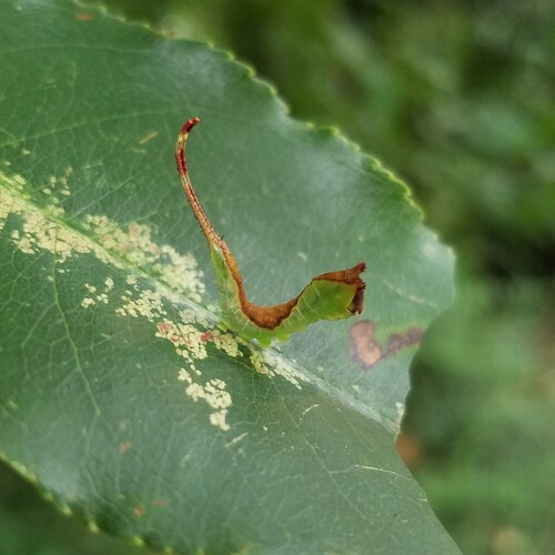 White Furcula Moth photo 3