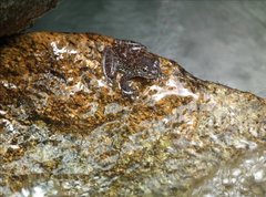 Amolops hongkongensis