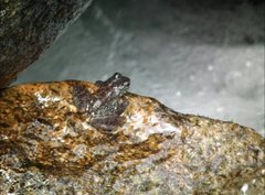 Amolops hongkongensis