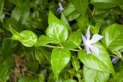 Vinca difformis sardoa