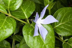 Vinca difformis sardoa