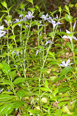 Vinca difformis sardoa