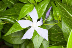 Vinca difformis sardoa