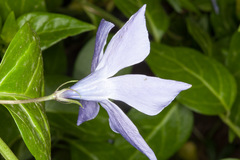 Vinca difformis sardoa