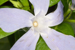 Vinca difformis sardoa