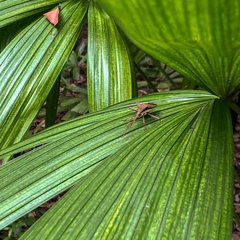 Aspilosterna albovittata