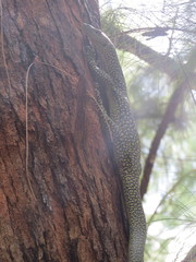 Varanus tsukamotoi