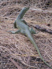 Varanus tsukamotoi