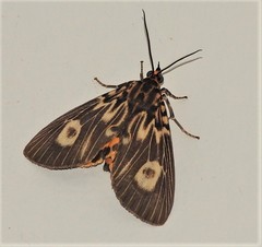 Asota plagiata