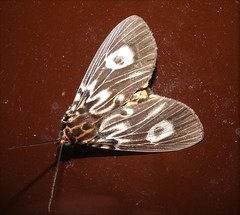 Asota plagiata