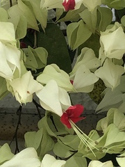 Clerodendrum thomsoniae