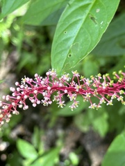 Phytolacca rivinoides image