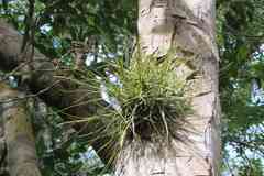 Tillandsia schiedeana