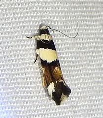 Macrobathra euryleuca